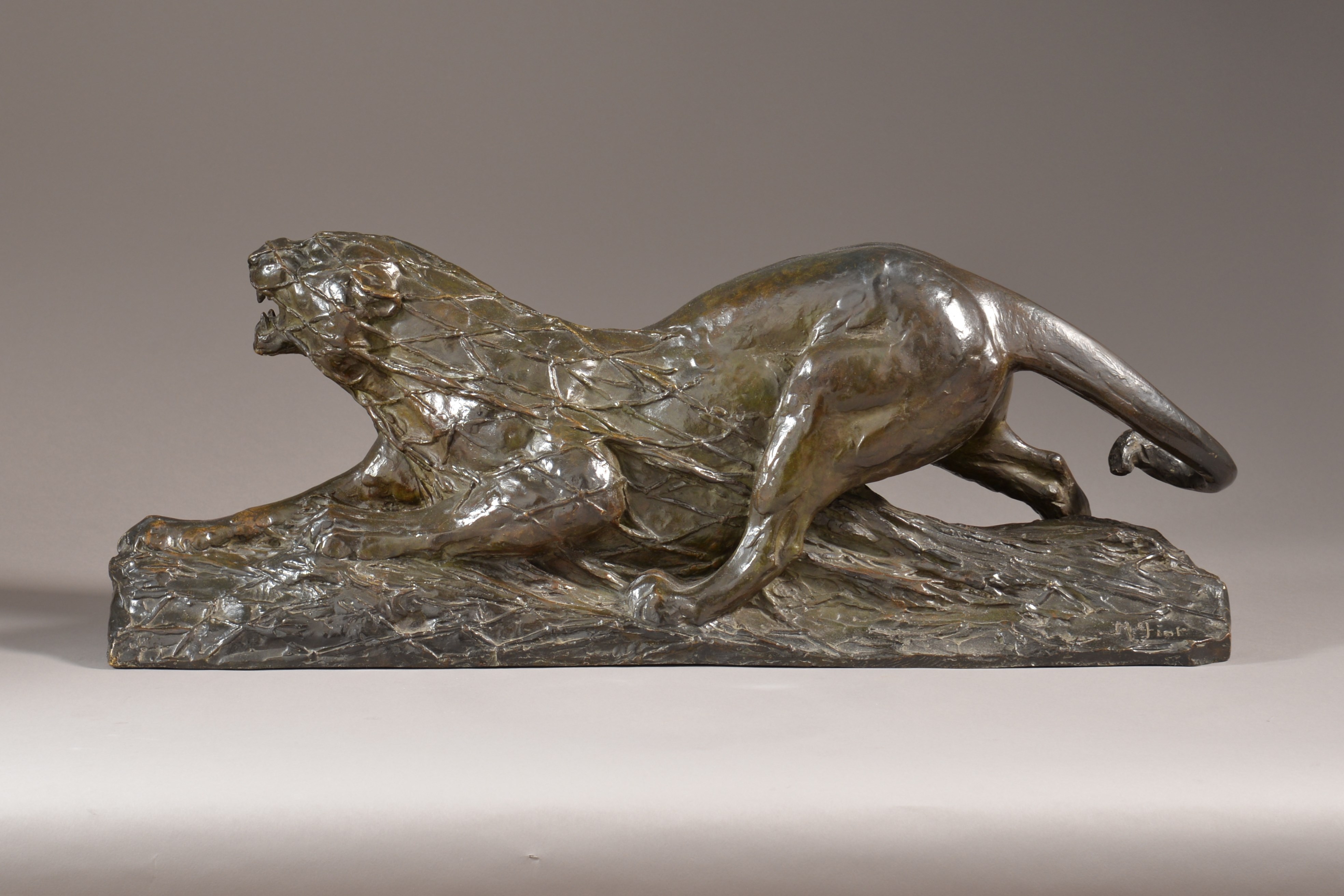 PANTHÈRE PRISE DANS UN FILET  

